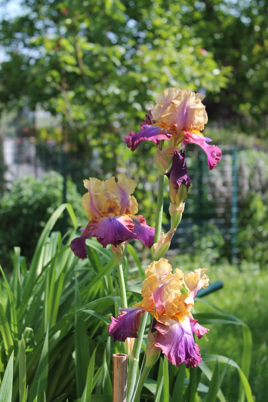 una foto del mio giardino